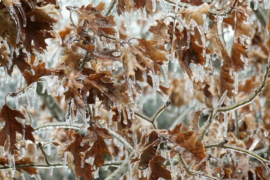 The Devastating Effects of Texas Ice Storms on Local Communities